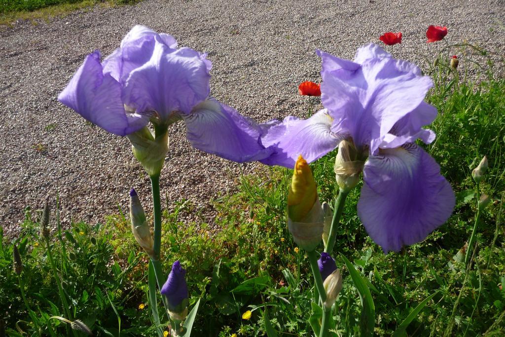 Maison D'Hotes Les Coquelicots Ζιβερνί Δωμάτιο φωτογραφία