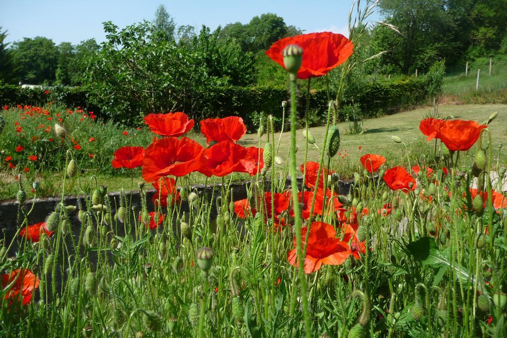 Maison D'Hotes Les Coquelicots Ζιβερνί Εξωτερικό φωτογραφία